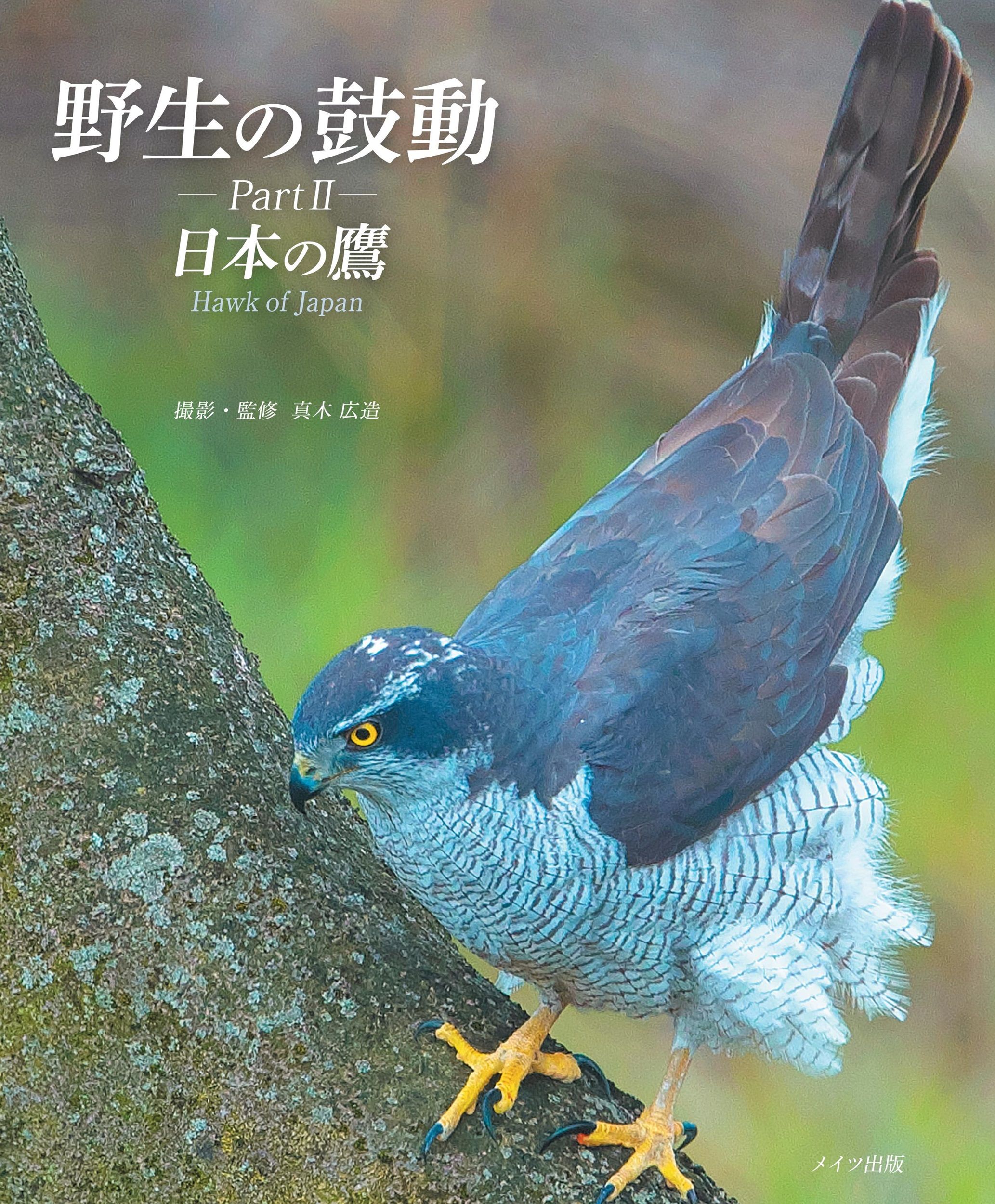 野生の鼓動 Part II: 日本の鷹