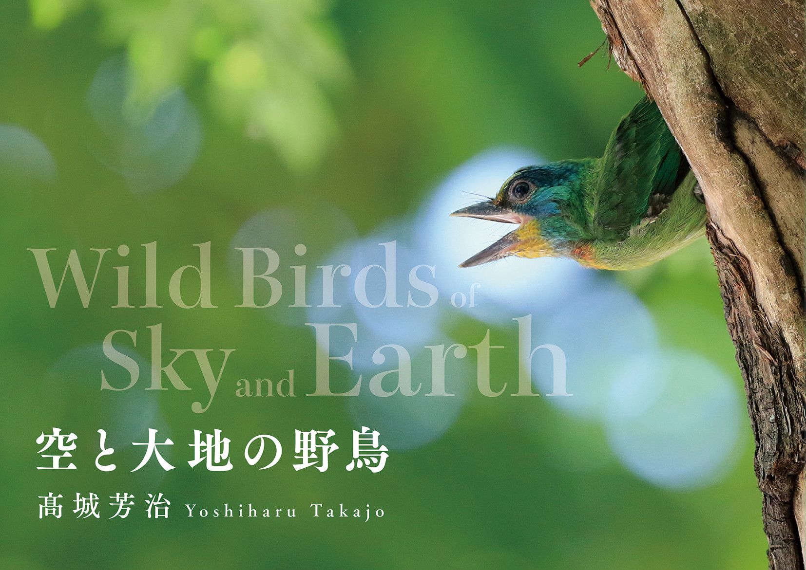 空と大地の野鳥