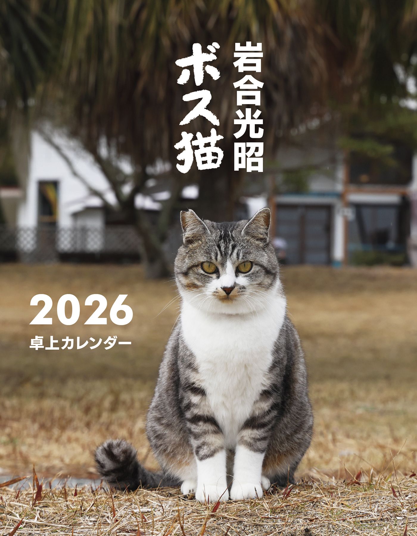 岩合光昭ボス猫卓上カレンダー 2026 [カレンダー]