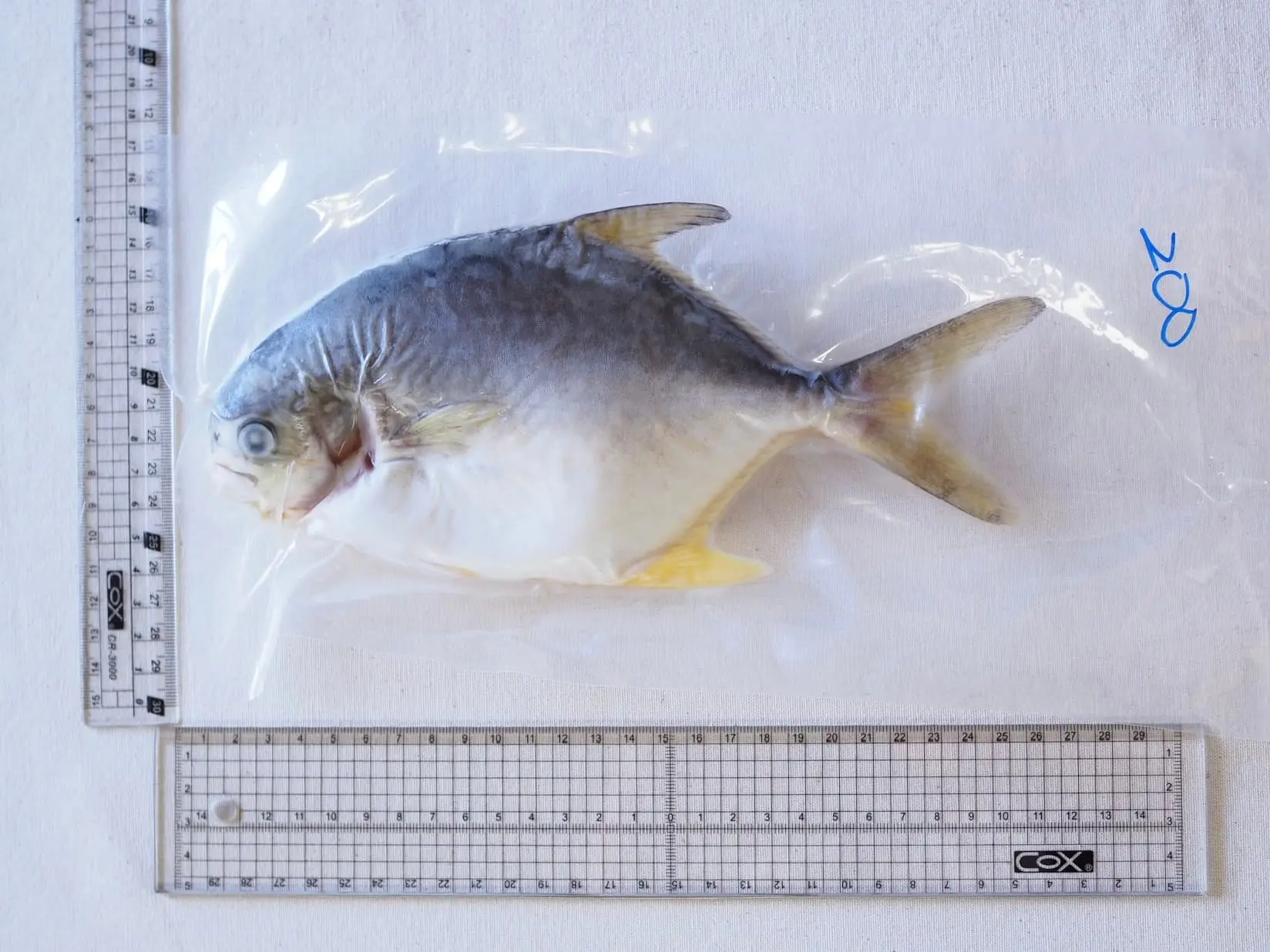 【一夫水產】無抗生素黃金鯧魚（200-250g/尾）