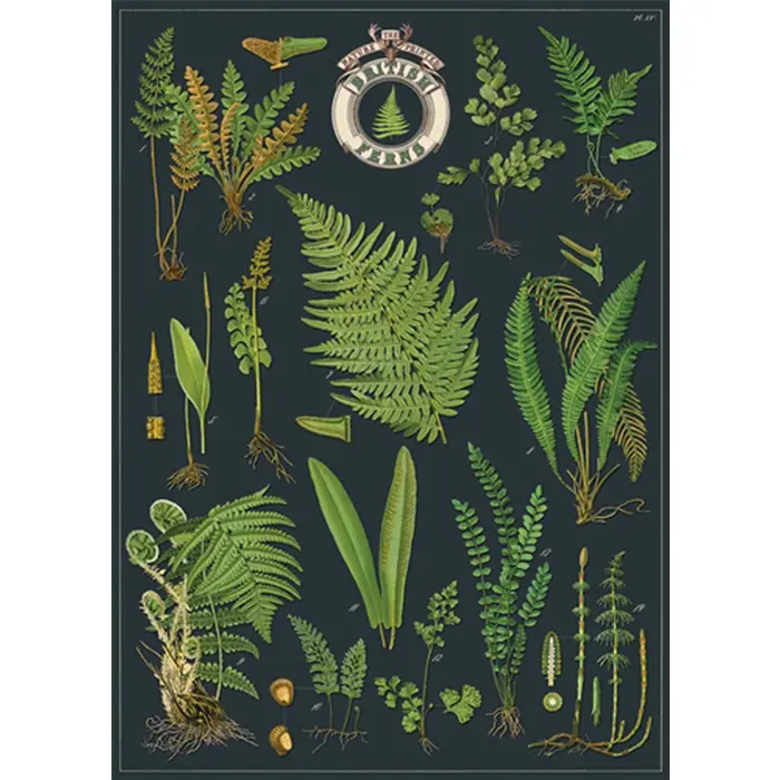 美國 Cavallini 包裝紙/ 海報 / 英國蕨類植物