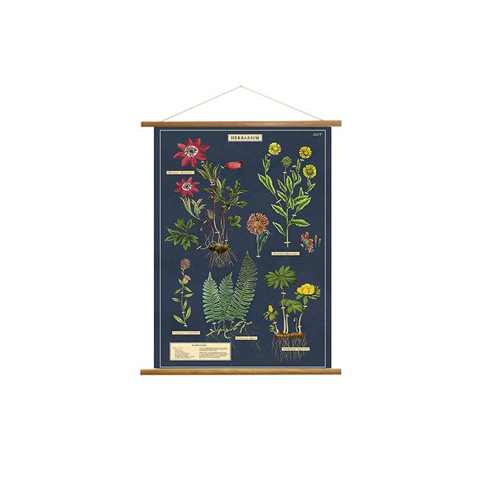 美國 Cavallini 復古海報掛軸組 / 植物圖鑑