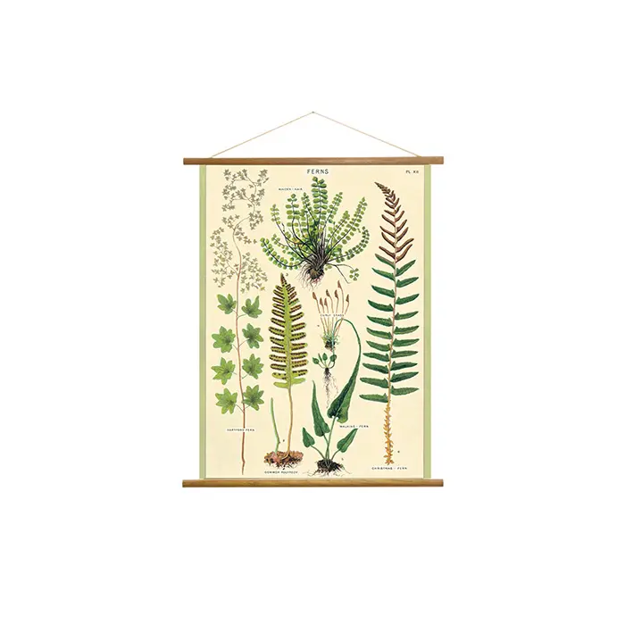美國 Cavallini 復古海報掛軸組 / 蕨類植物
