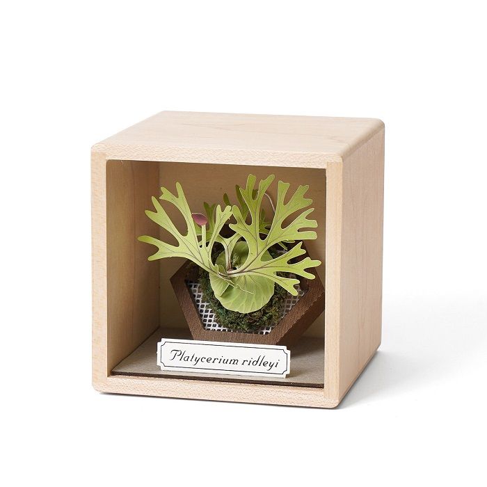 紙風景3D紙模型/ 紙藝小品/ 亞洲猴腦鹿角蕨