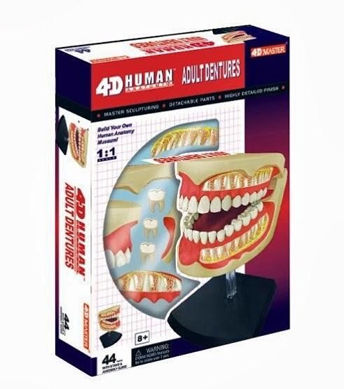 4D PUZZLE齒模1:1