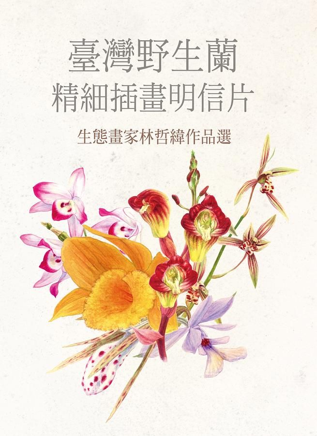 臺灣野生蘭精細插畫明信片: 生態畫家林哲緯作品選