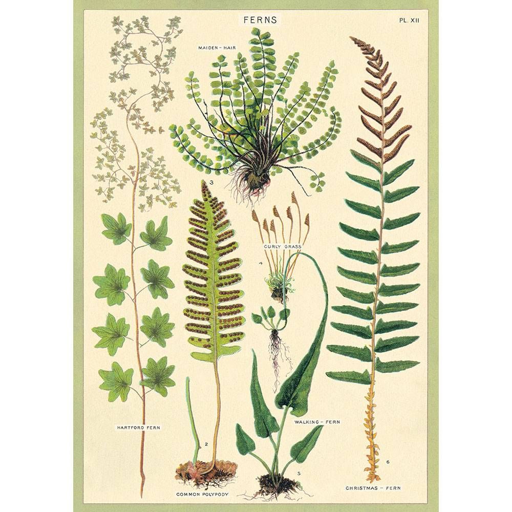 美國 Cavallini 包裝紙/ 蕨類植物