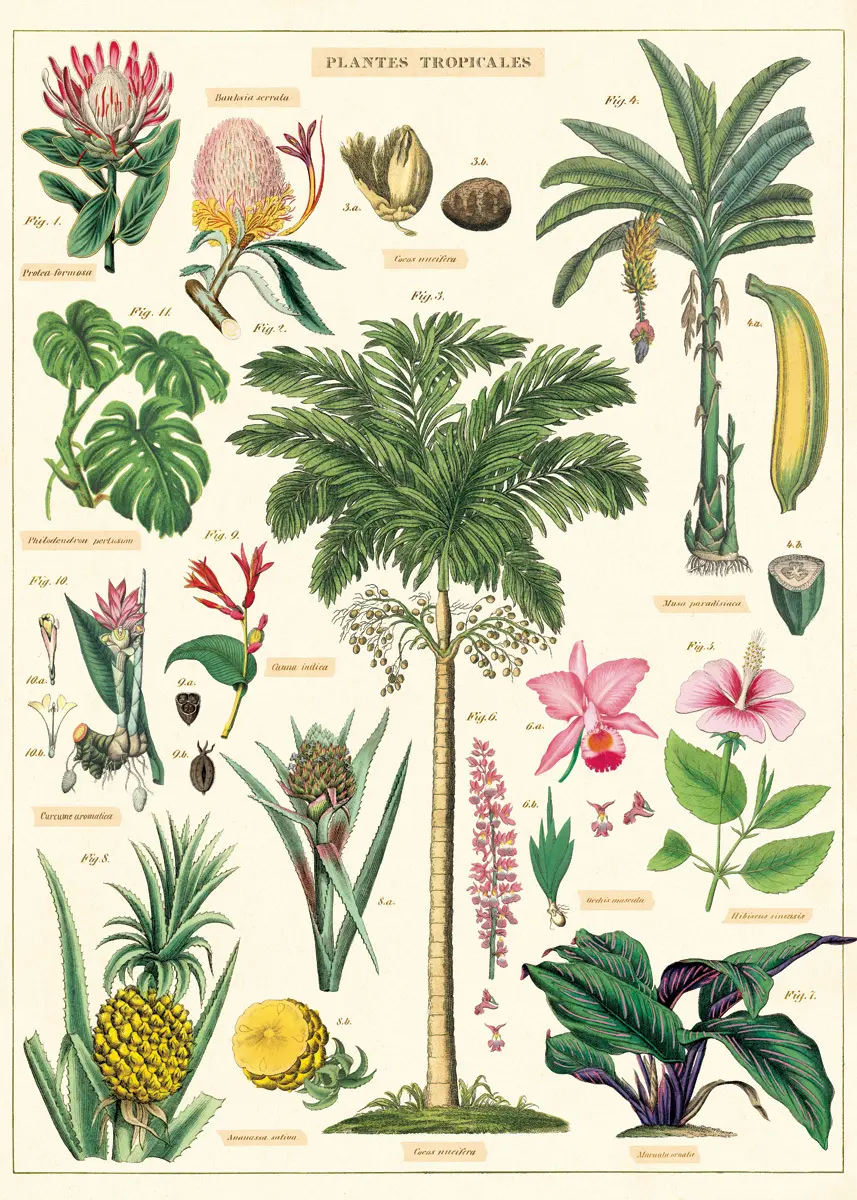 美國 Cavallini 包裝紙/ 熱帶植物