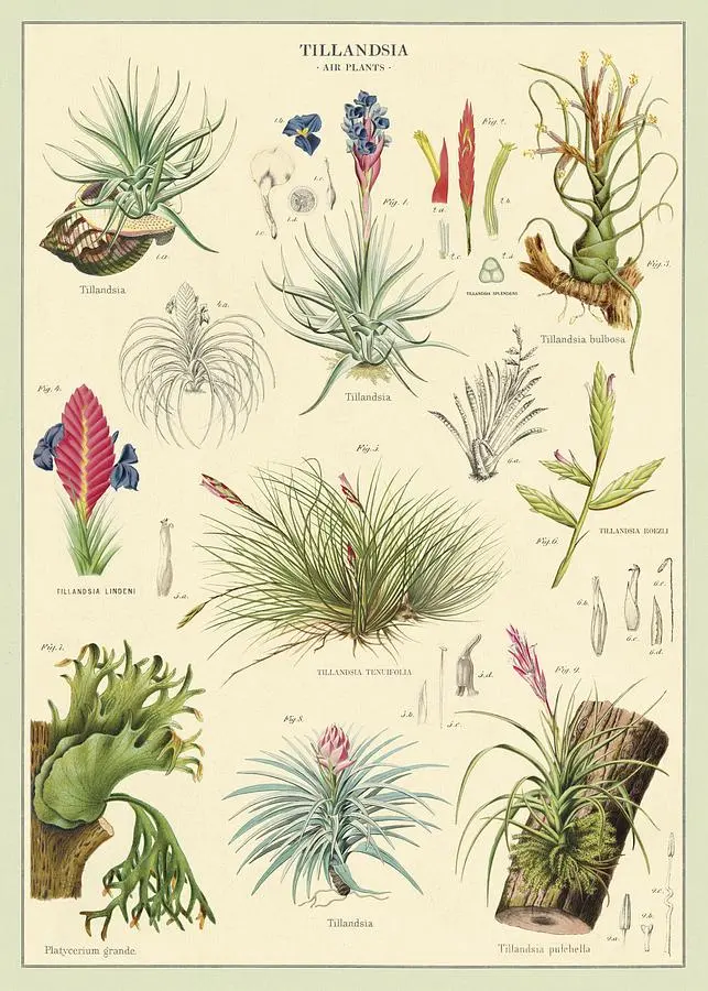 美國 Cavallini 包裝紙/ 空氣植物