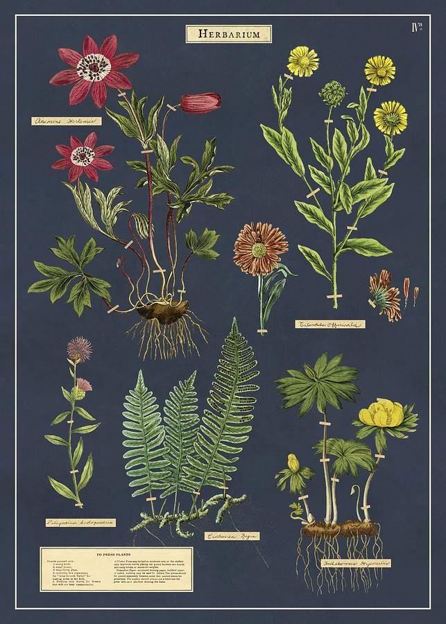美國 Cavallini 包裝紙/ 植物圖鑑