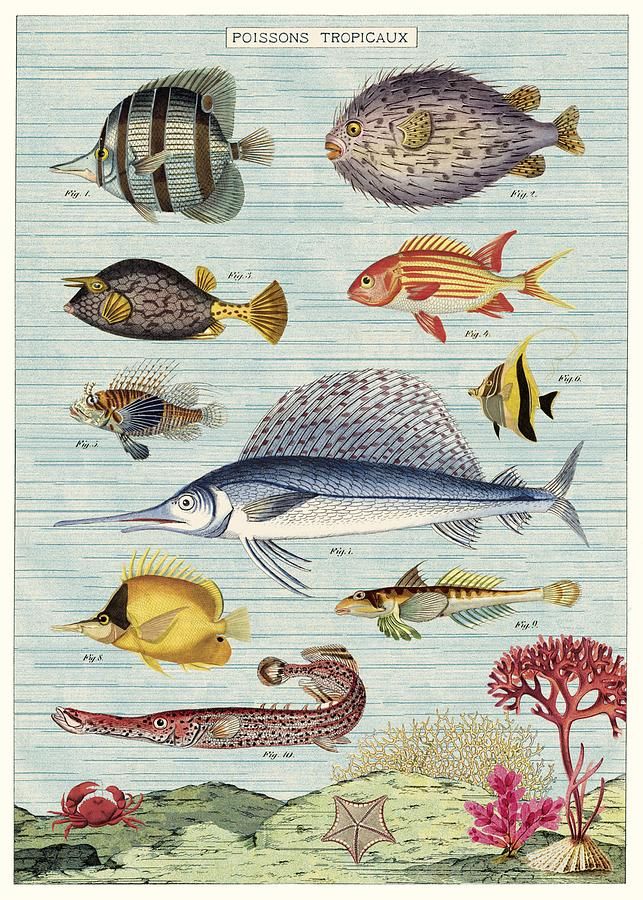 美國 Cavallini 包裝紙/熱帶魚