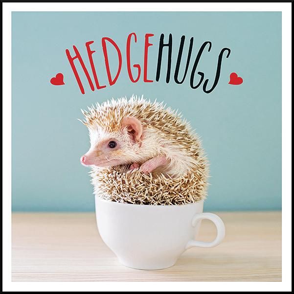 Hedgehugs: A Spike-Tacular Celebration of the World's Cutest Hedgehogs