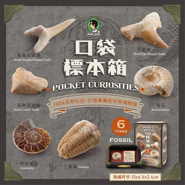 mr. sci賽先生科學工廠口袋標本箱/ 化石系列/ 6款隨機出貨