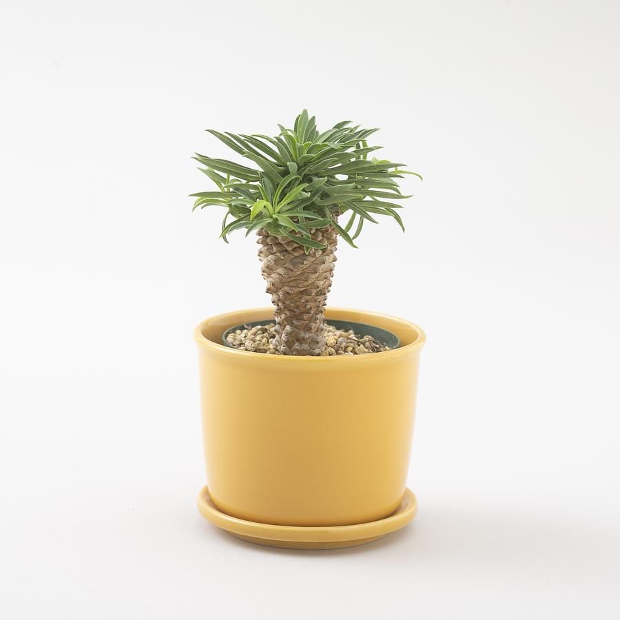 100% Mug Pot馬克小盆栽/ 黃色