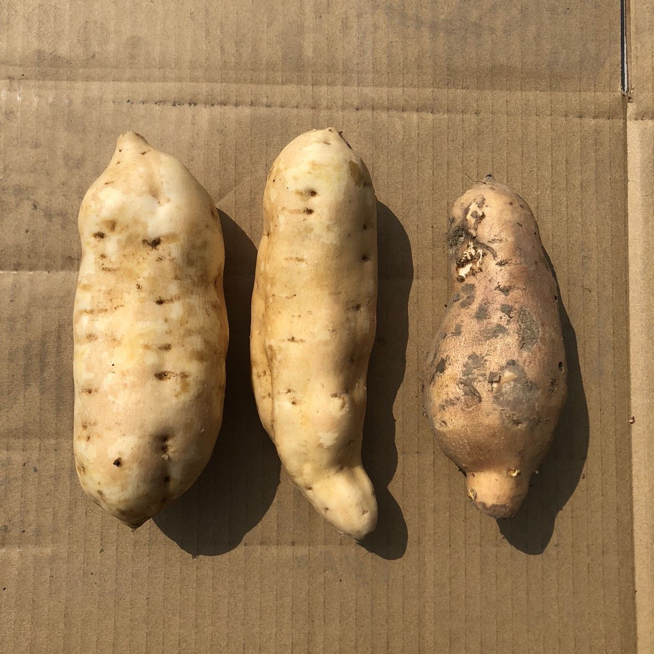 田匠物產低GI高纖『兩色地瓜組』/ 5kg
