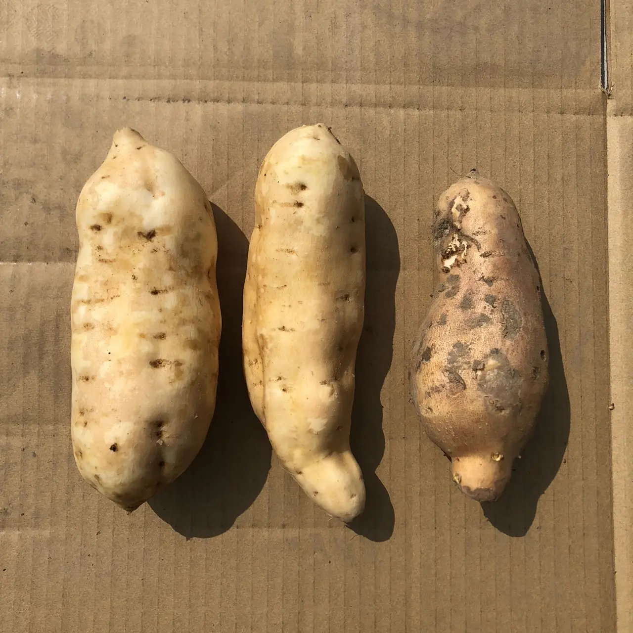田匠物產低GI高纖『兩色地瓜組』/ 8kg