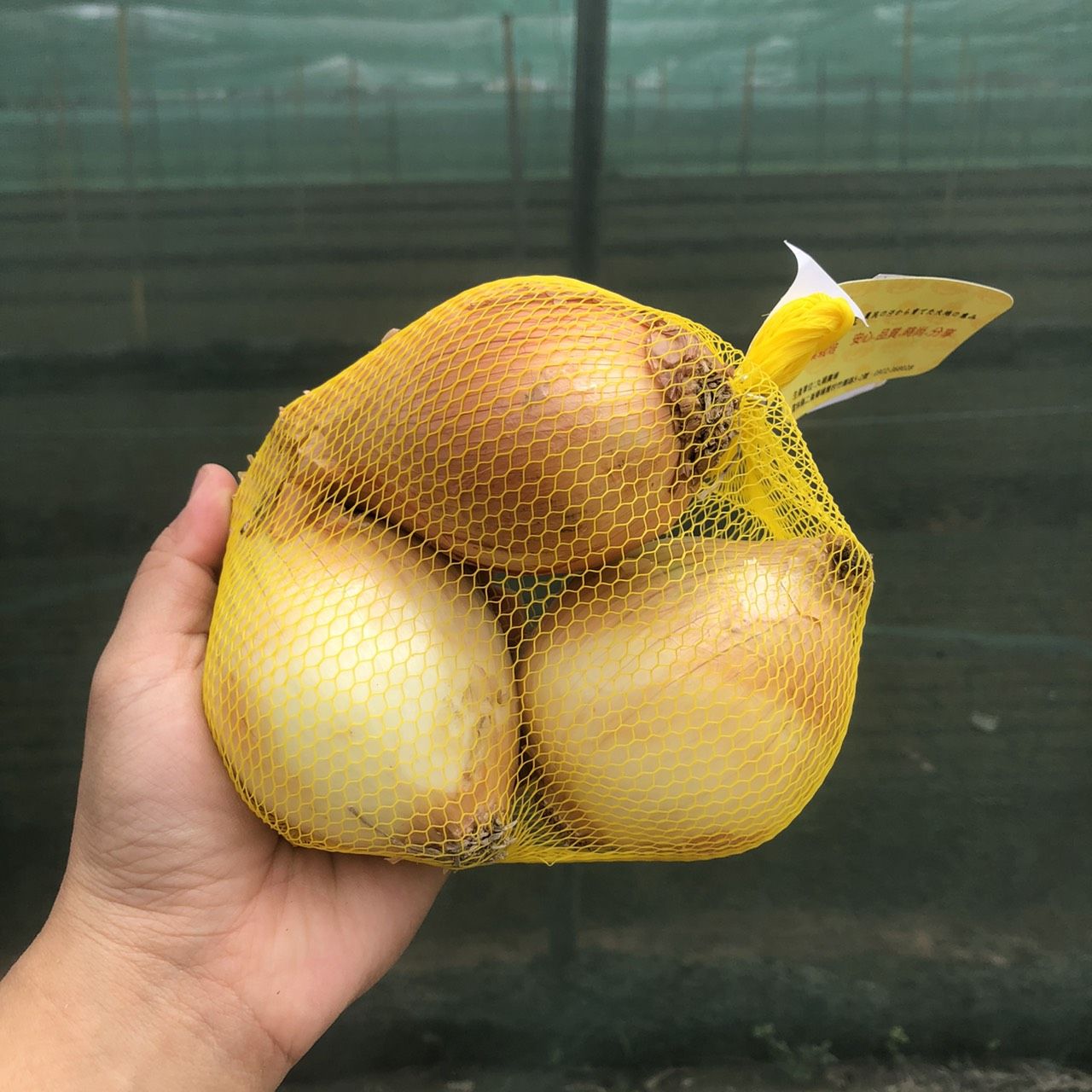 田匠物產洋蔥/ 5kg