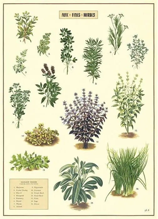 美國 Cavallini 包裝紙 /香料植物